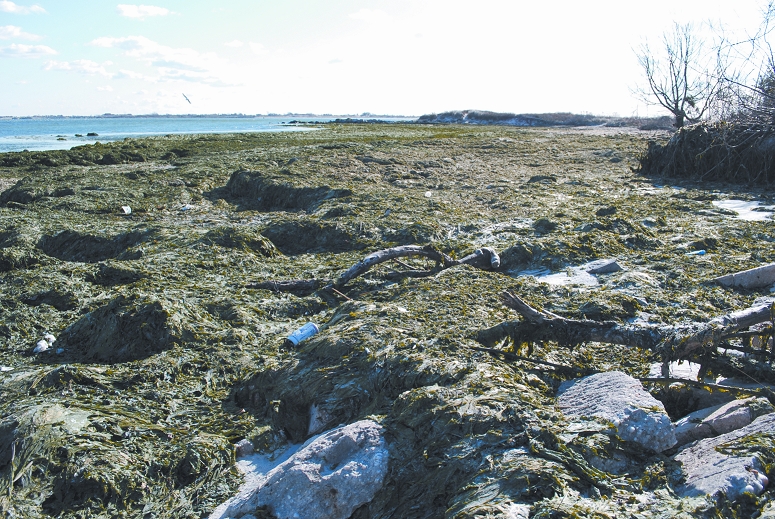 Toxic Seaweed: Wastewater and sludge flows from Nassau County Bay Park Sewage Treatment Plant has spawned mammoth swells of hydrogen sulfide-emitting seaweed in Point Lookout.