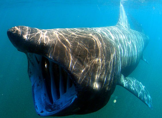 A basking shark feeds (U.S. National Oceanic and Atmospheric Administration)