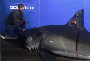 In this Sept. 13, 2012, photo, Captain Brett McBride places his hand on the snout of the crew's first specimen while scientists collect blood, tissue samples and attach tracking devices on the research vessel Ocearch off the coast of Chatham, Mass. Before release, the nearly 15-foot, 2,292-pound shark was named Genie for famed shark researcher Eugenie Clark.  The Ocearch team baits the fish and leads them onto a lift, tagging and taking blood, tissue and semen samples up close from the worlds most feared predator. The real-time satellite tag tracks the shark each time its dorsal fin breaks the surface, plotting its location on a map. (AP Photo/Stephan Savoia)