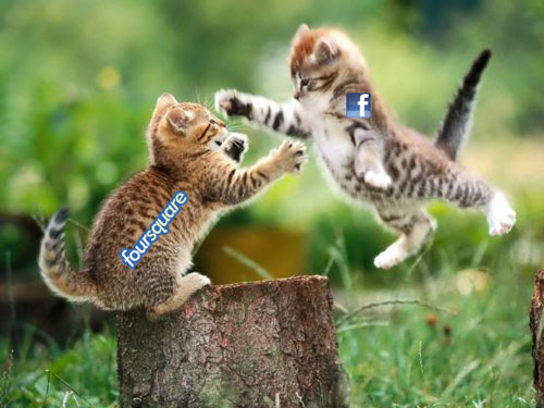 funny-cat-fight