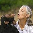 Jane Goodall: Jane Goodall on 60 Minutes