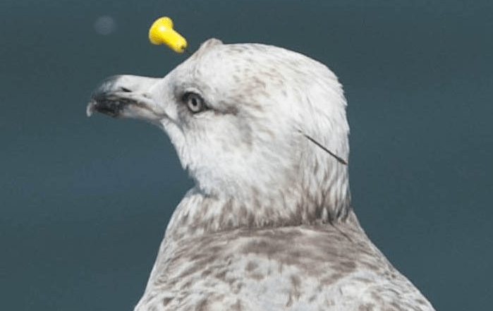 2 More Impaled Birds Found on Eastern Long Island