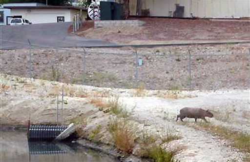 Capybara Spotted in California | Long Island Press
