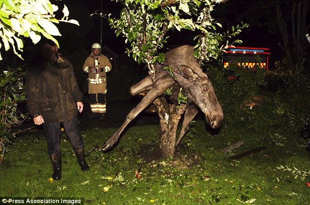 Drunk Moose Gets Stuck in Tree