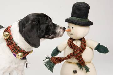 North Shore Animal League Offers Discounts, Free Adoptions For Holiday Season